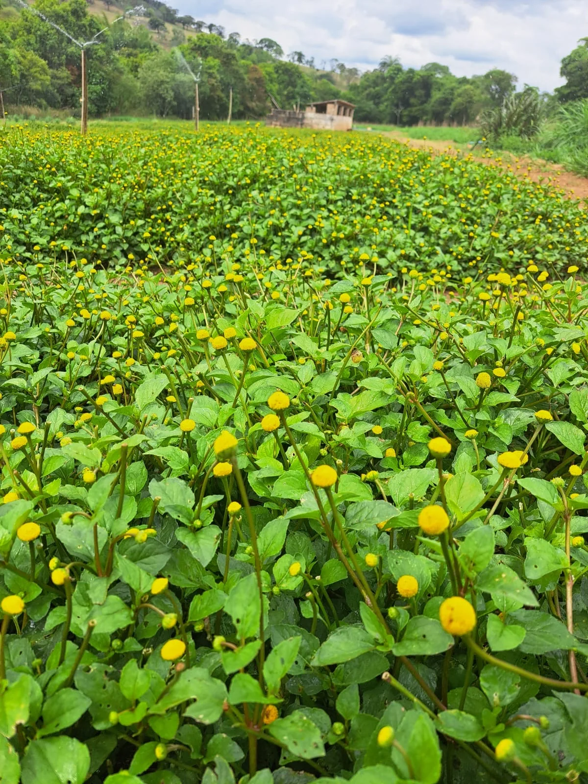 Flores amarelas de jambu entre folhas verdes na plantação